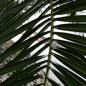 Meet your Posher, Veronica